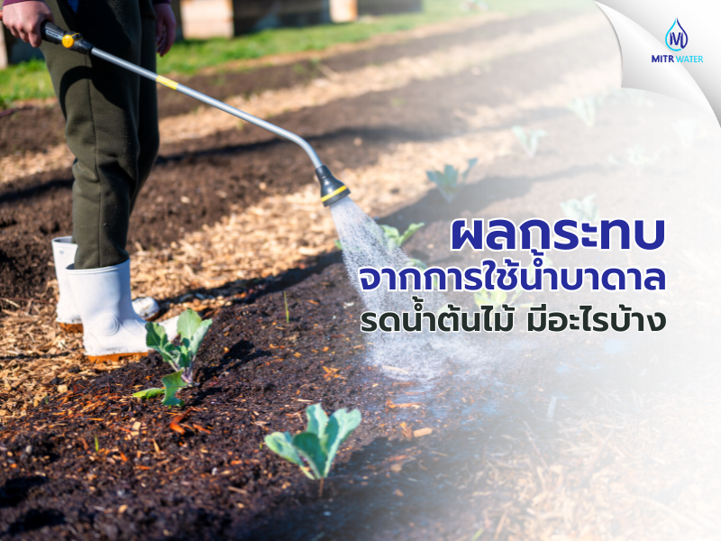 ผลกระทบจากการใช้น้ำบาดาลรดน้ำต้นไม้ มีอะไรบ้าง